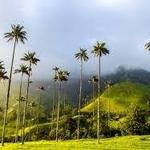 Valle del Cocora