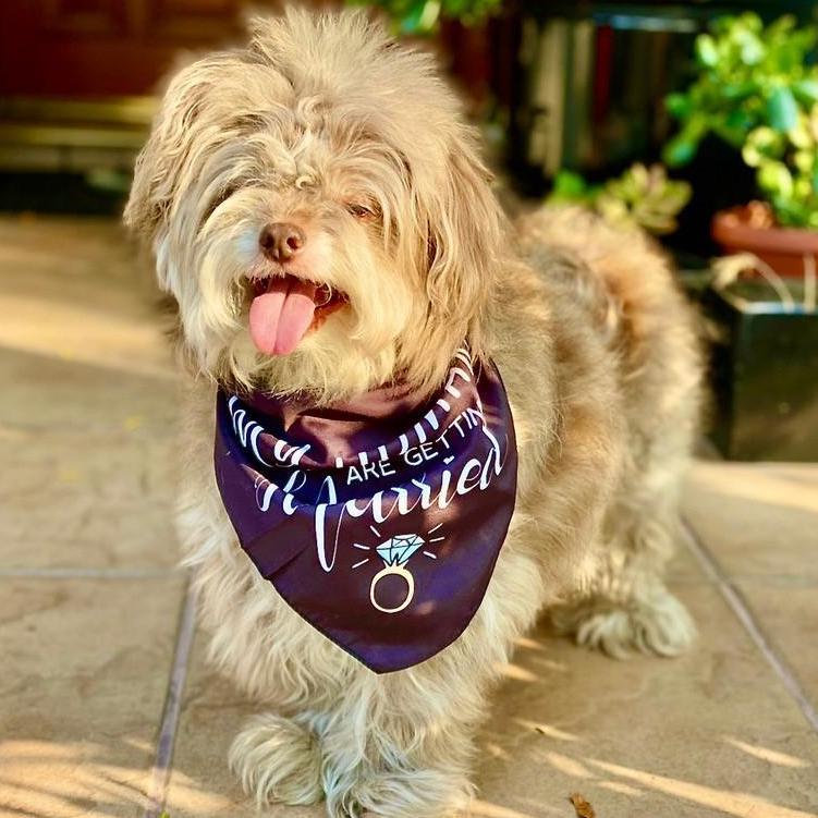 "My humans are getting married!" - Mickey
