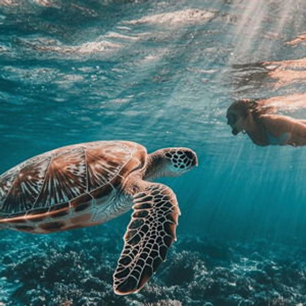 Swim with Turtles