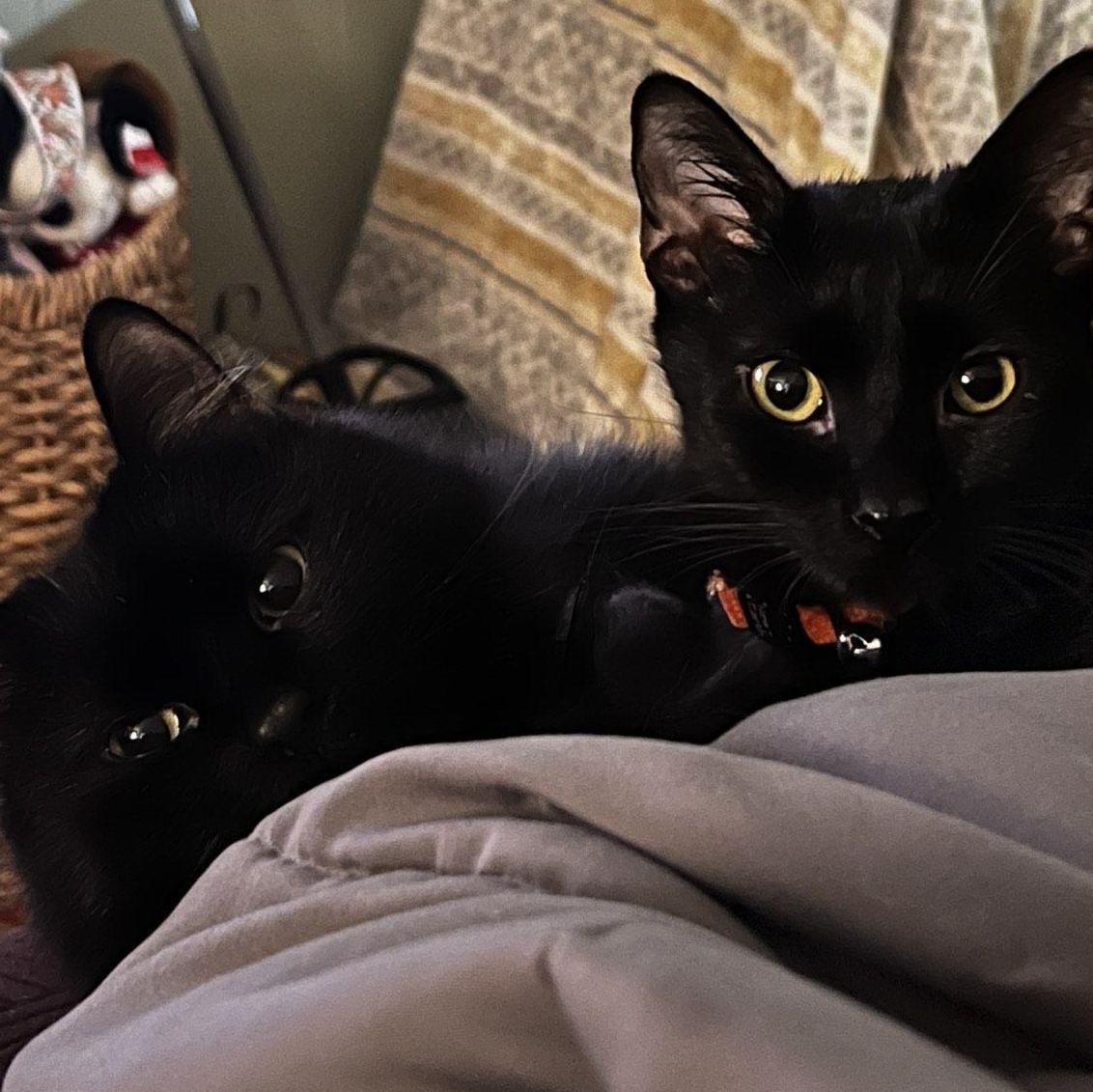 Binx (Left) Salem (Right)