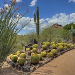Desert Botanical Garden