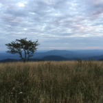 Cole Mountain