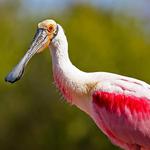 J.N. "Ding" Darling National Wildlife Refuge