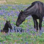 Pryor Mountains Wild Horse Range
