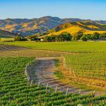 Los Olivos