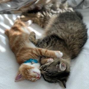 Cat Sitter