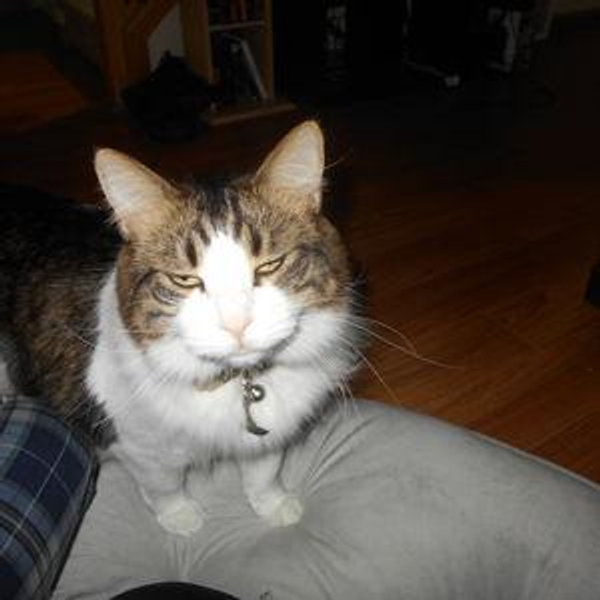 Cat fund
