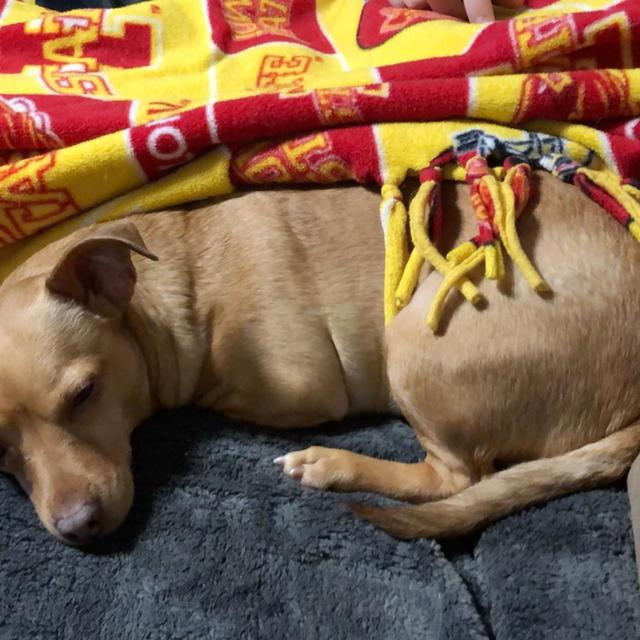 Iowa State Small Animal Hopsital Iron dog fund used for patients who cannot afford surgical care