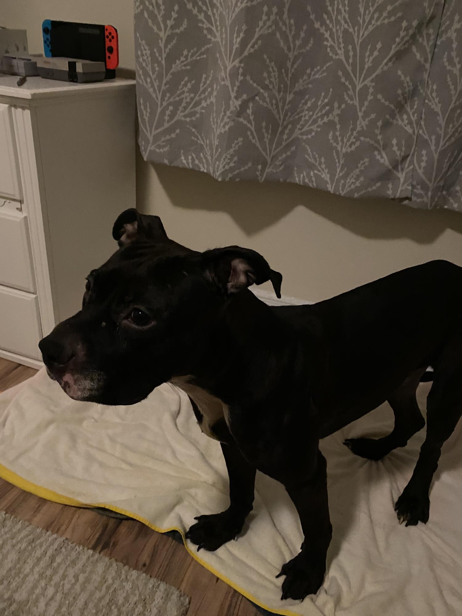 Rescued RJ, August 12, 2020