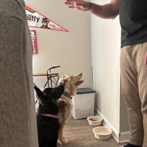 Year's Supply Of Pet Treats