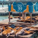 PIER 39