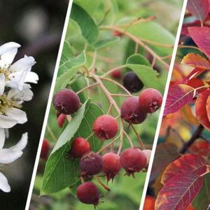 Serviceberry for our new house