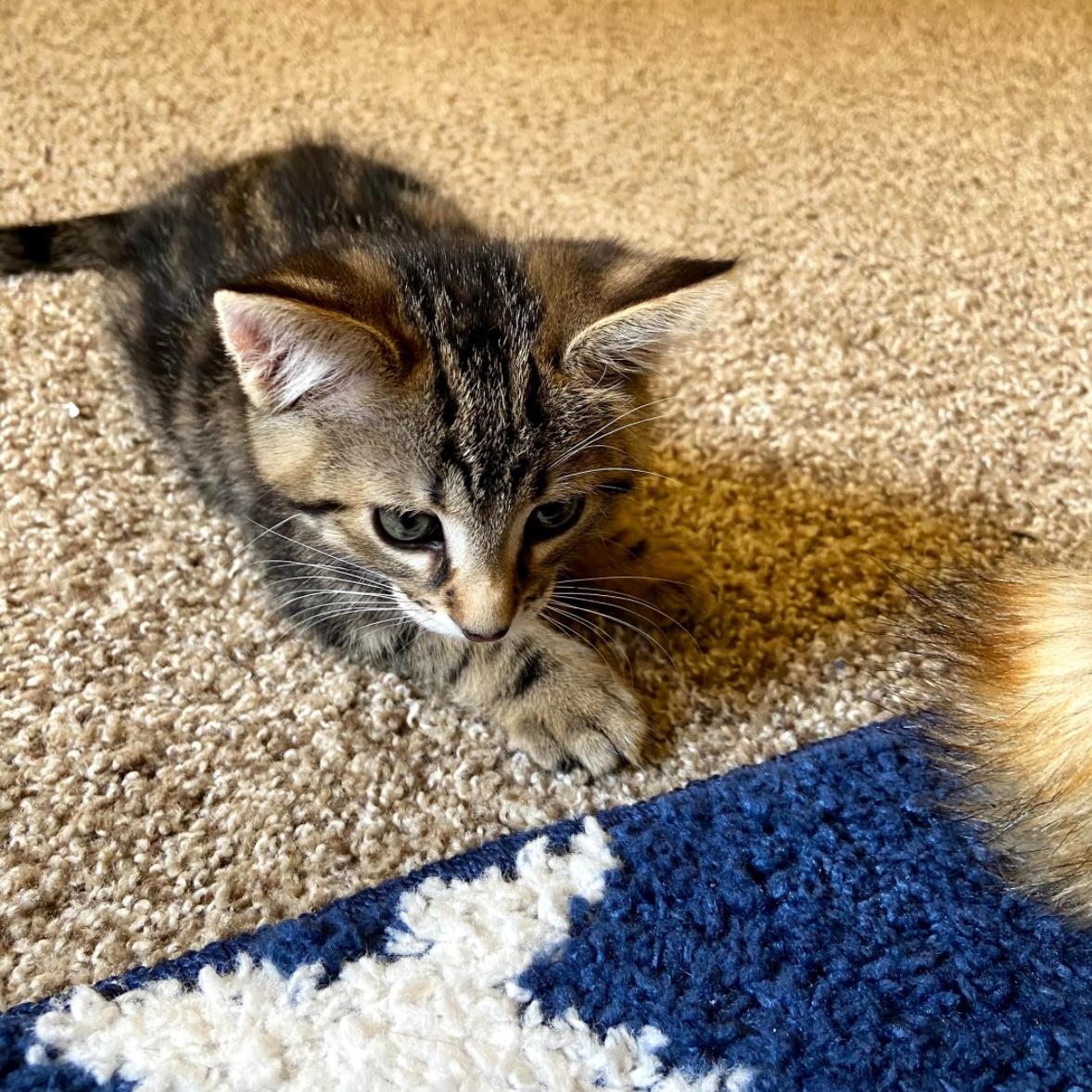 Our Kirby's first day home <3