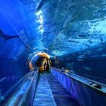 Aquarium of the Bay