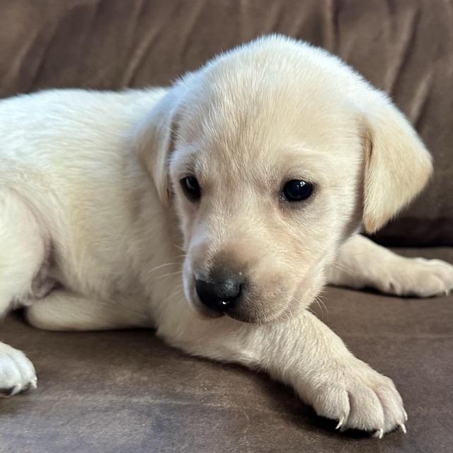 Our New Puppy, River!