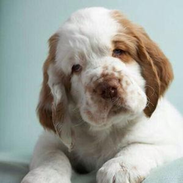 PUPPY FUND!