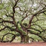 Angel Oak Tree