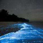 Bioluminescent Bay