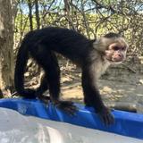 See Monkeys on a Boat Tour!