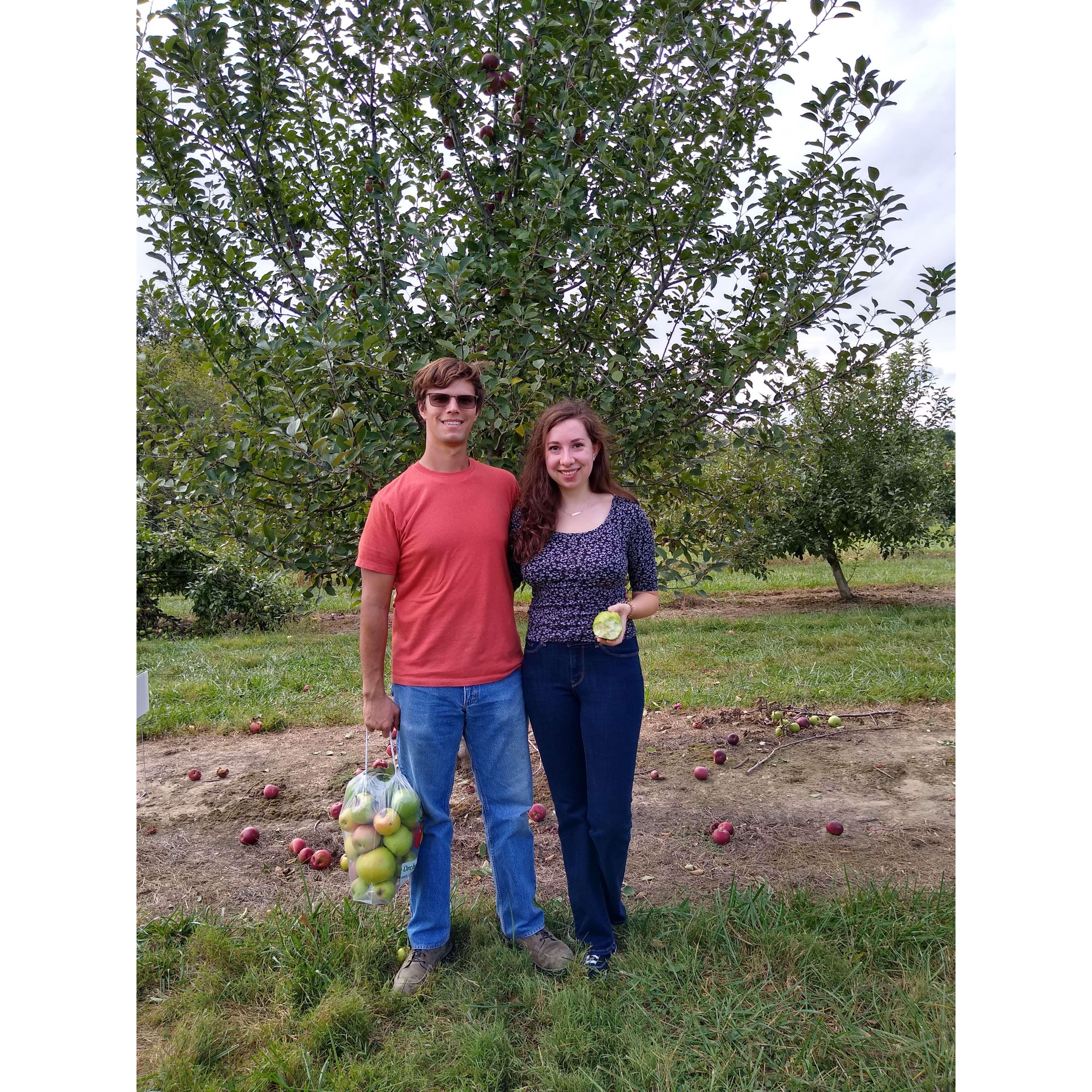 Autumn apple picking near Rocheport, MO