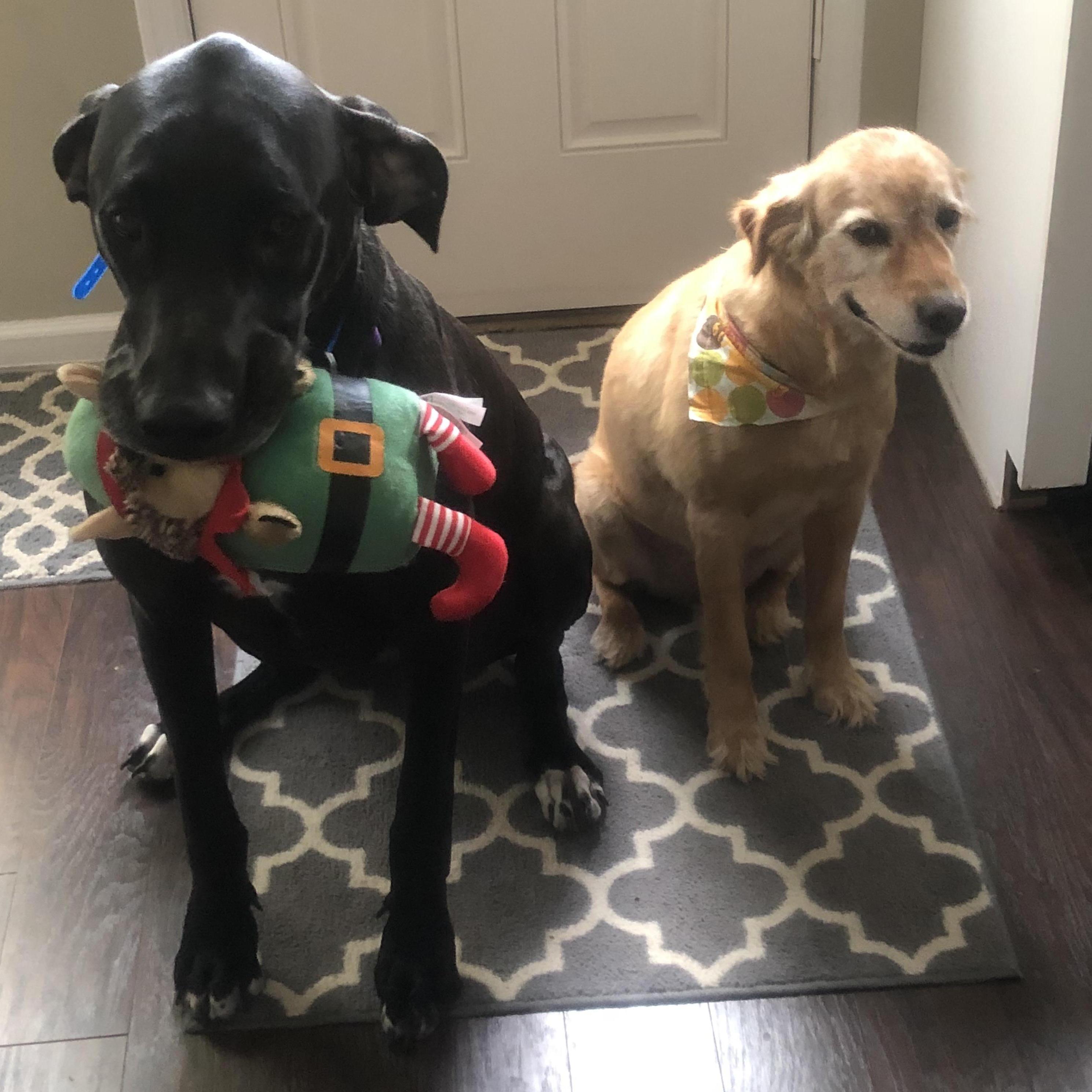Two of our three girls! Izzy Eli's Great Dane and Maggie Steven and Addy's Golden Retriever