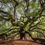 Angel Oak Tree