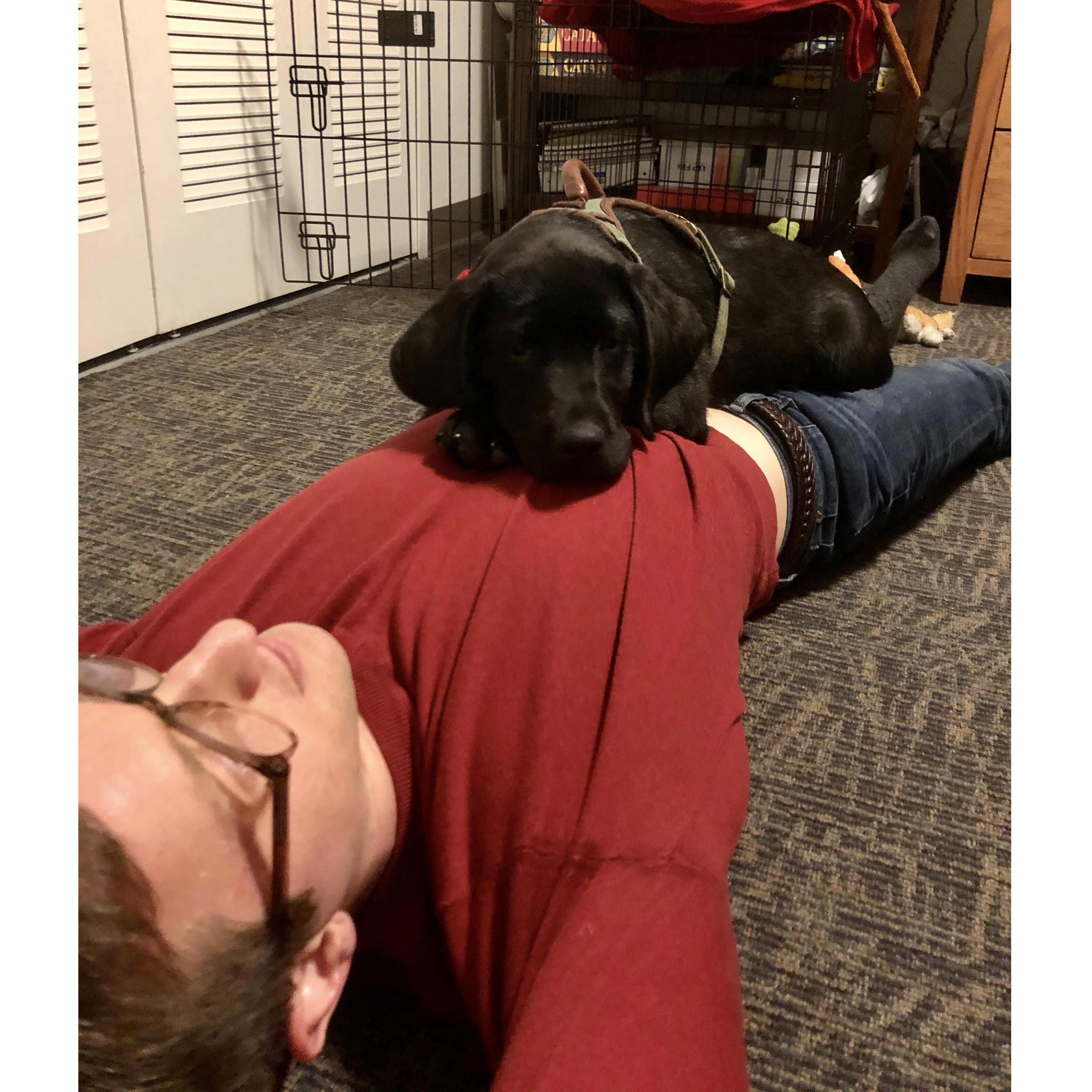 Our delightful new puppy Kona