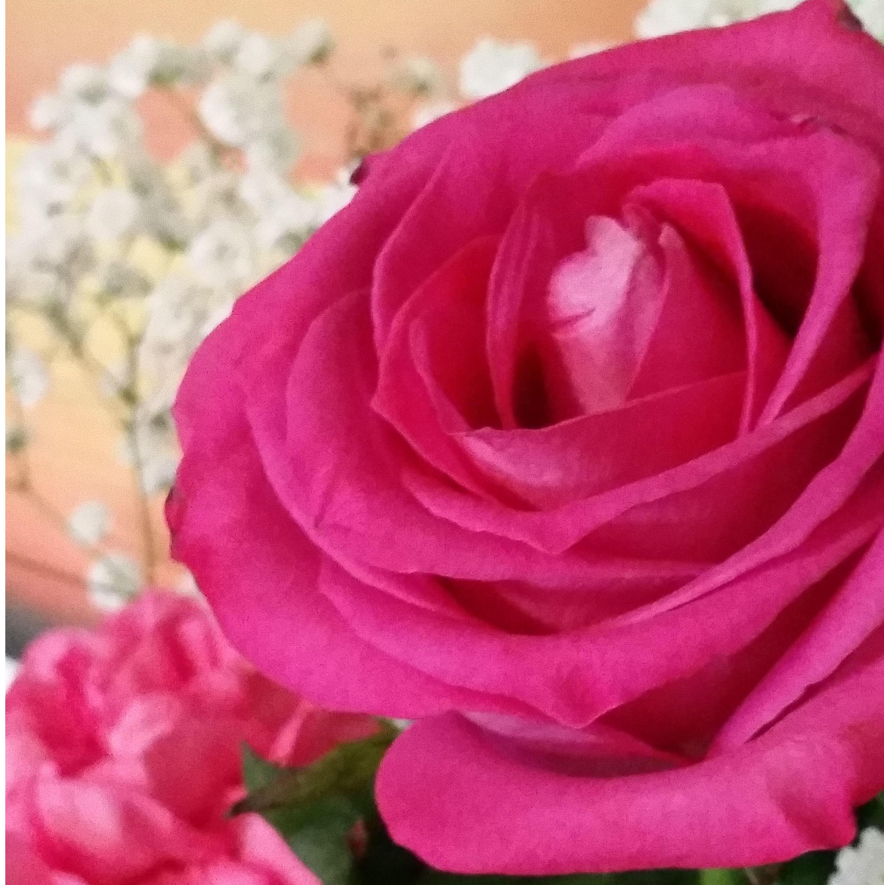 The first flowers Josiah bought me. December 2015.