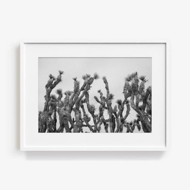 Photograph by Marc Gabor, Title: Yucca Brevifolia