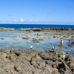 Sharks Cove