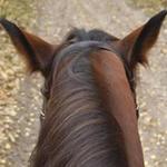 Horseback Riding