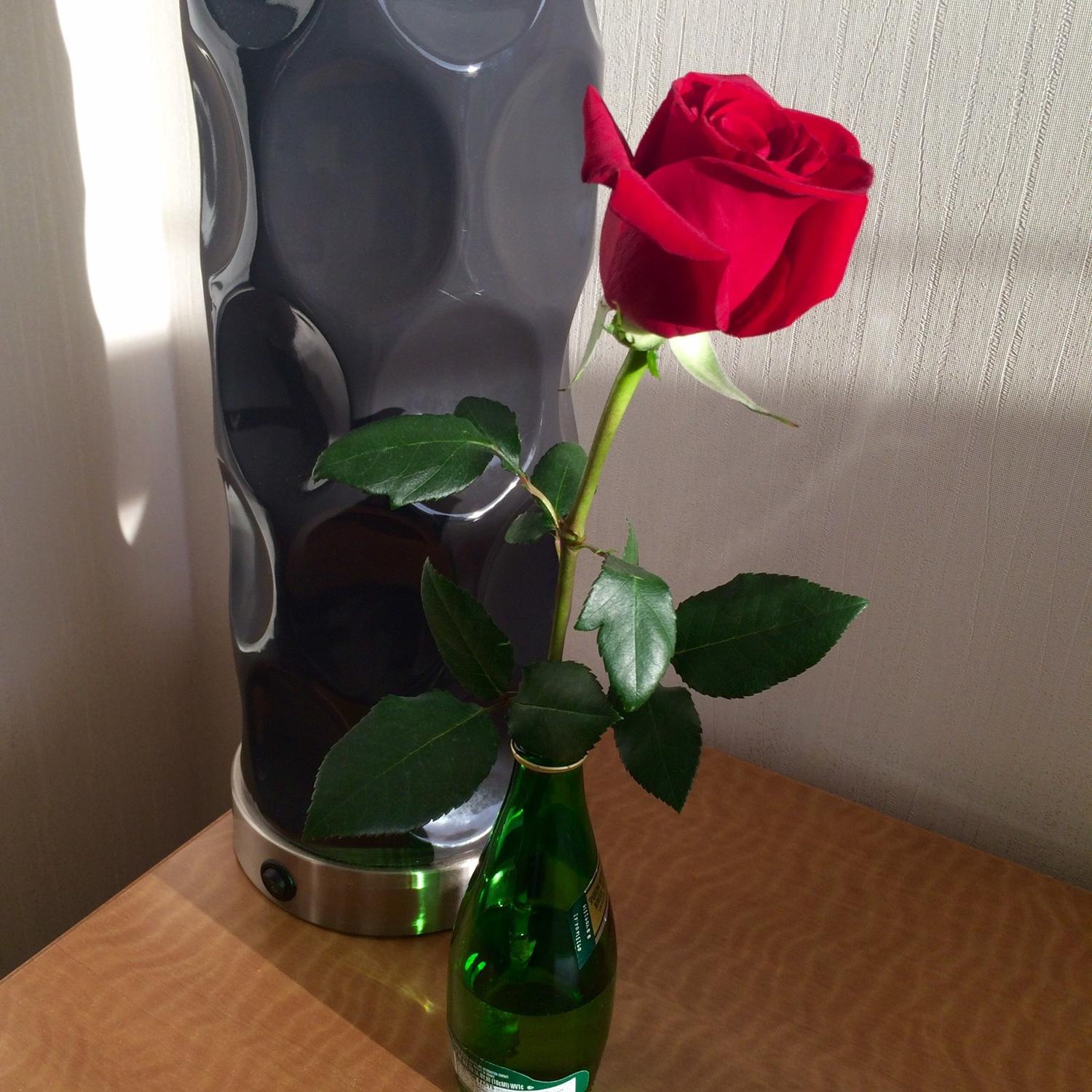 The rose Felipe got Shivangi on their first date.