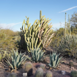 Desert Botanical Garden