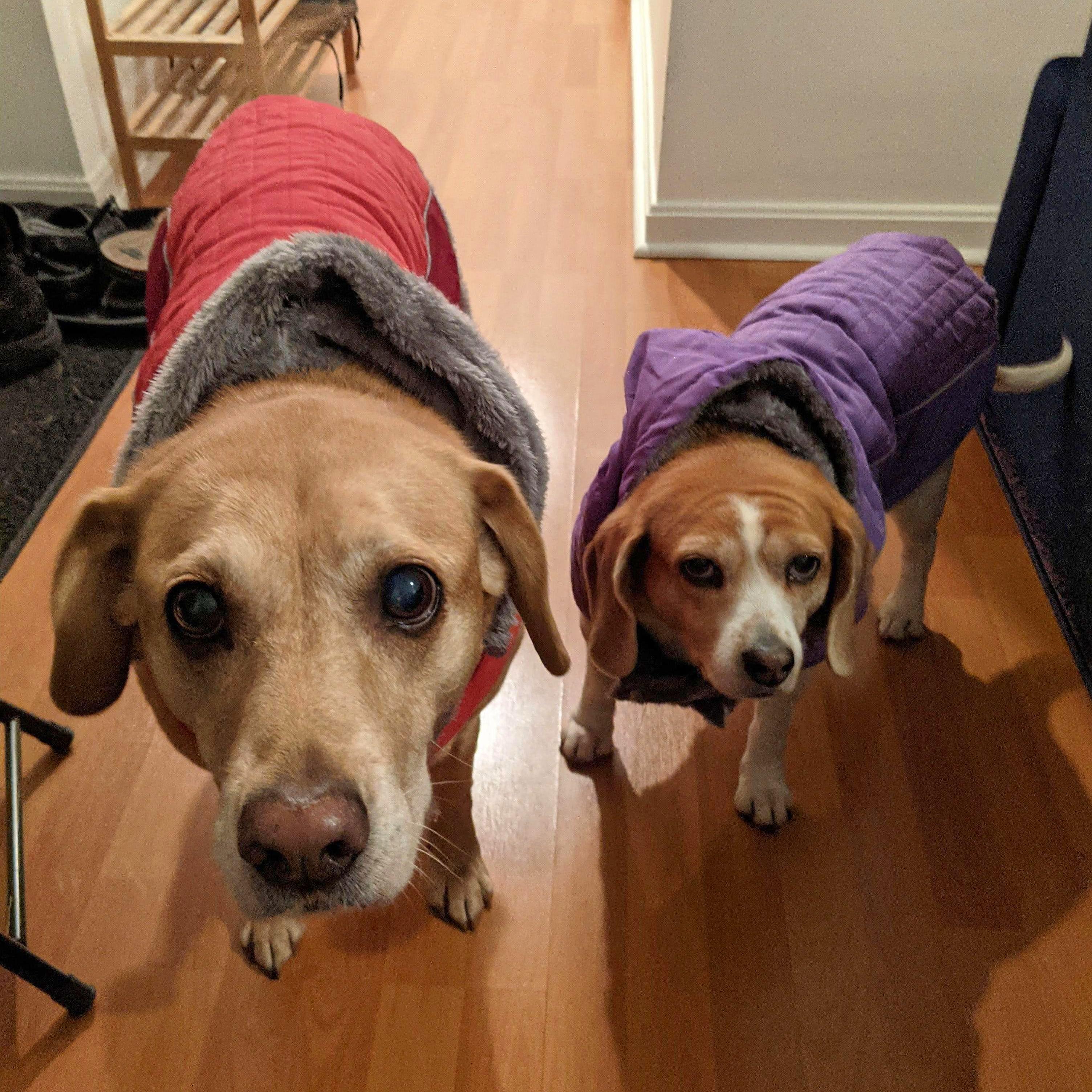 Bo and Lila ready for their evening walk in subzero weather.
