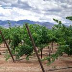 Scottsdale Wine Trail