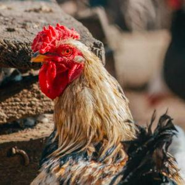 Animal Welfare Fund through EA