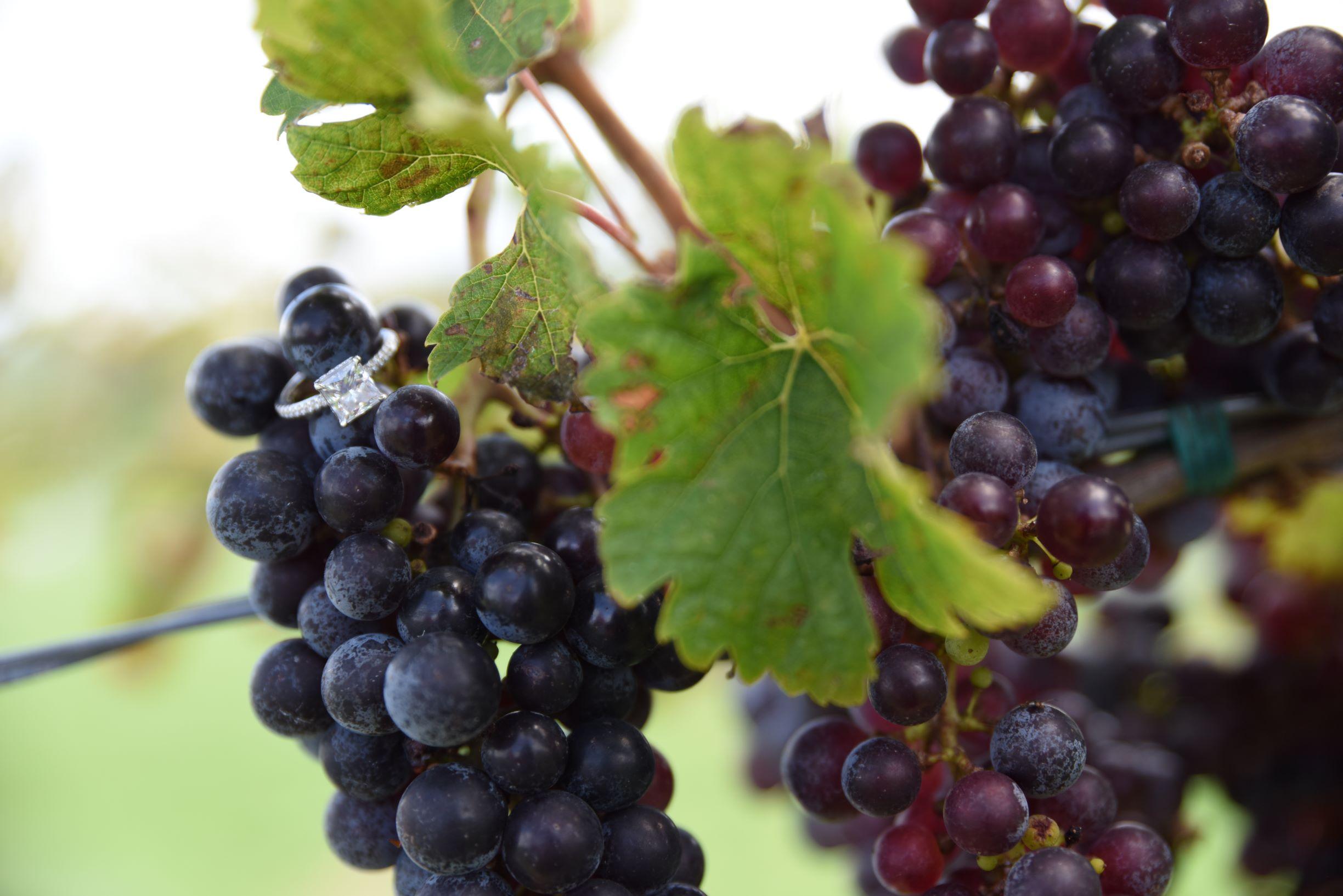 The Wedding Website of Alexandria Mazzucco and Michael Grillo