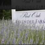 Red Oak Lavender Farm & Shop
