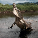 Crocodile Tour