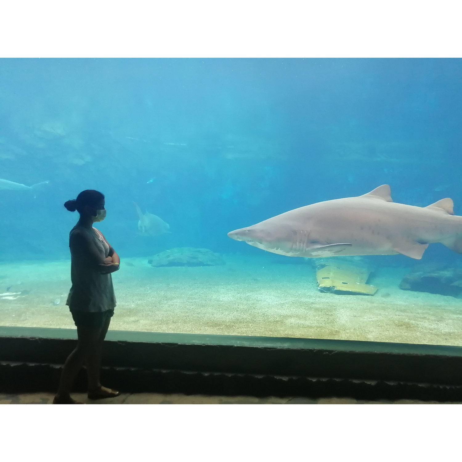 At King Shaka Marine World in Durban, SA, Pau was mesmerised by the ragged-tooth sharks.