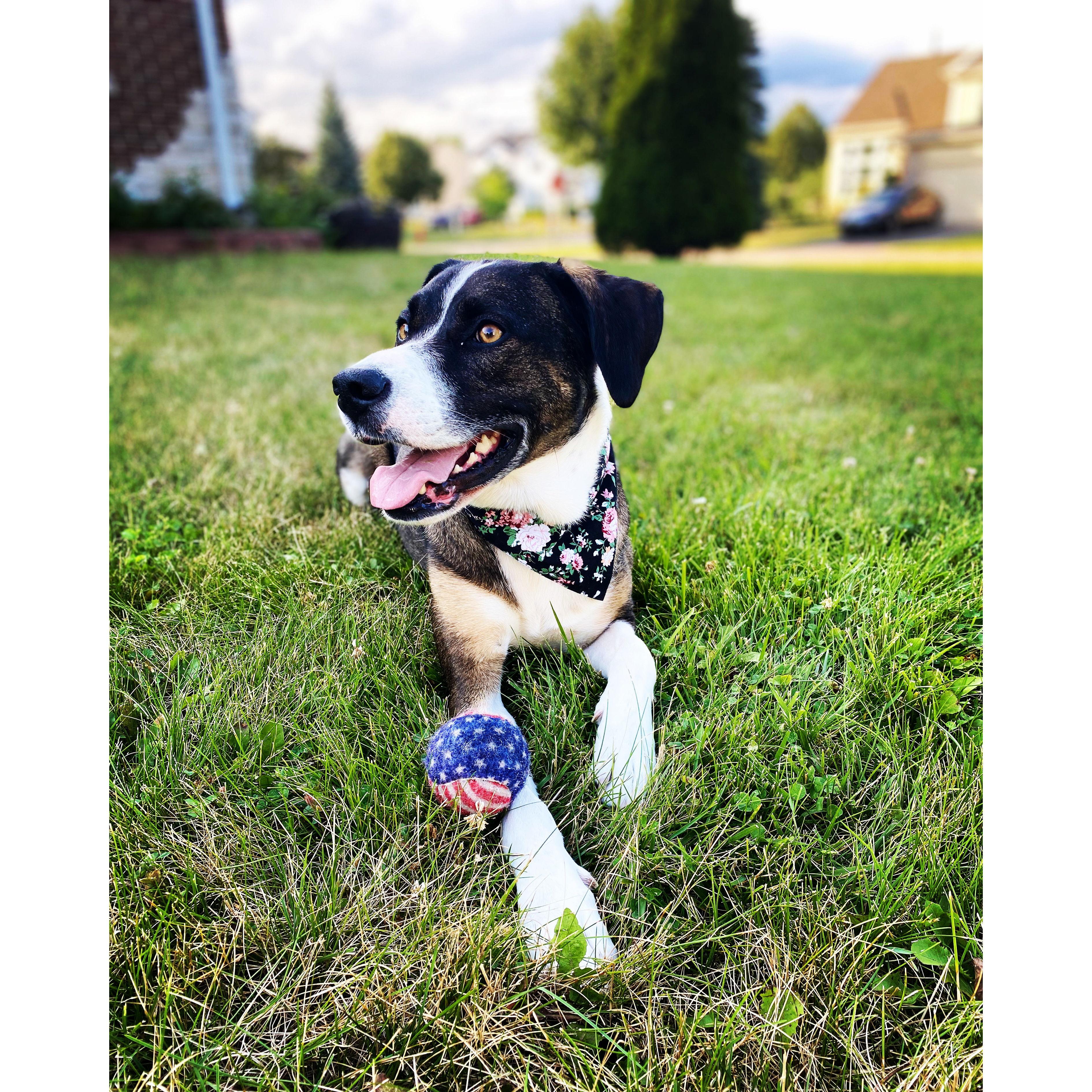 Lexi - The best and most gorgeous dog