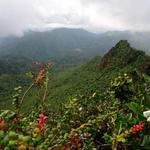 El Yunque National Forest