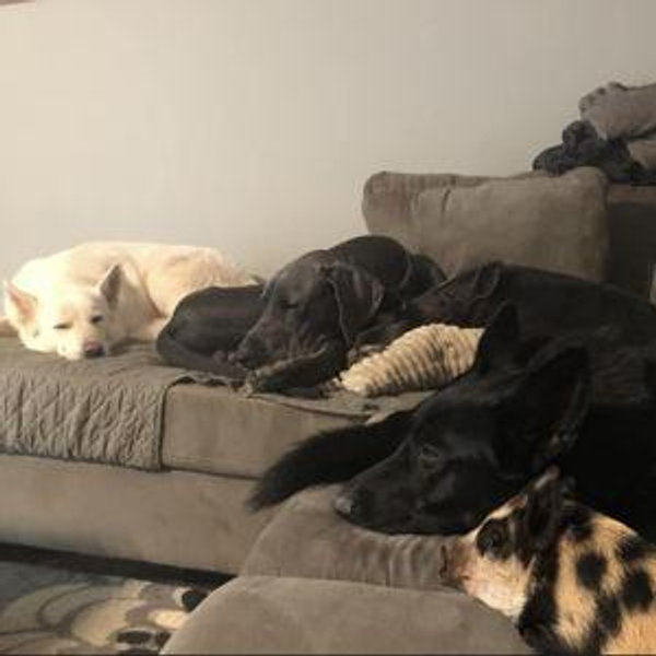 Pet Sitter Fund