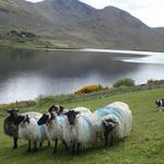 Joyce Country Sheepdogs