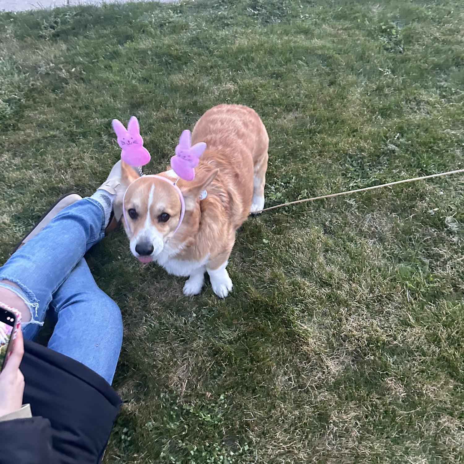 Our fur baby Gage celebrating Easter