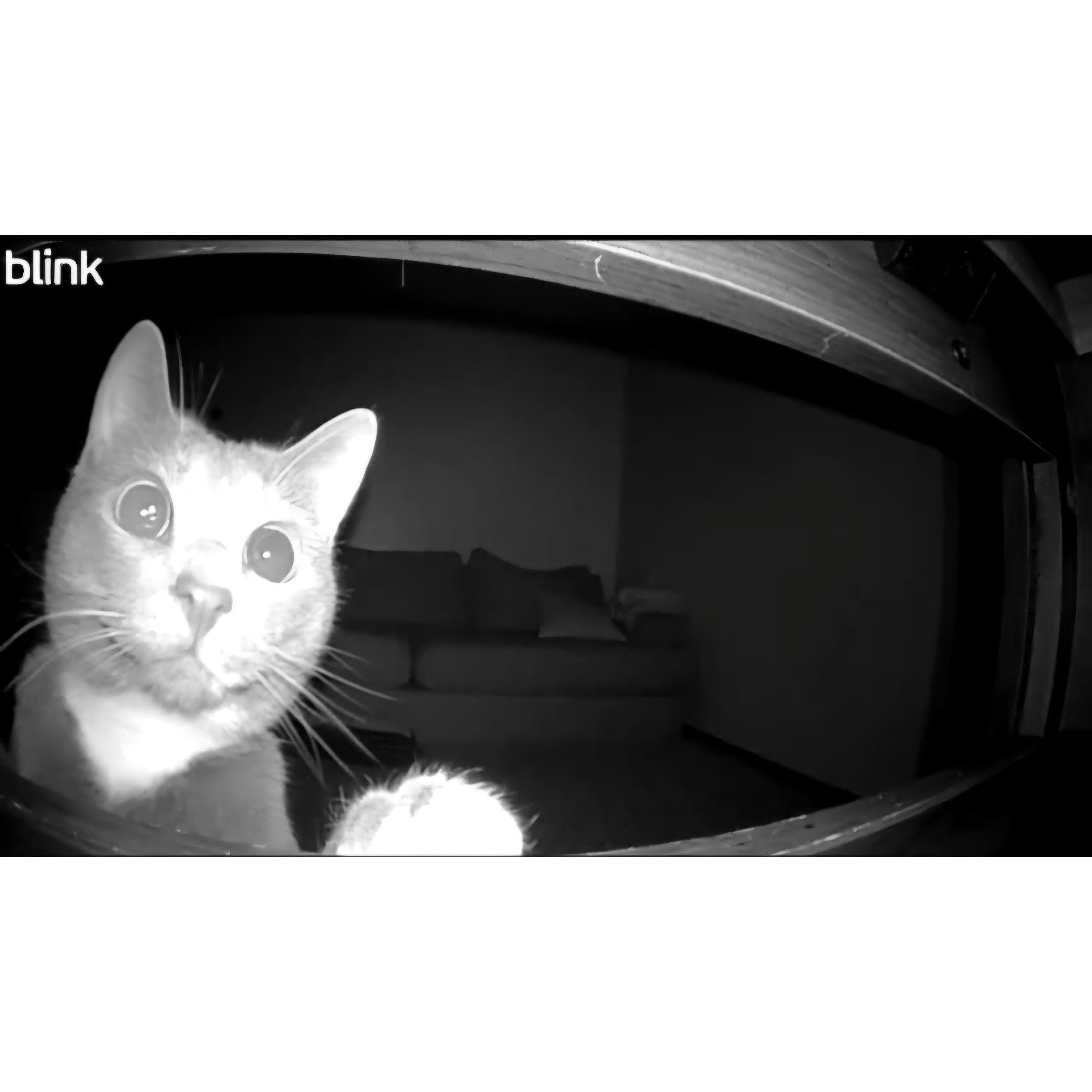 CZ also found the camera