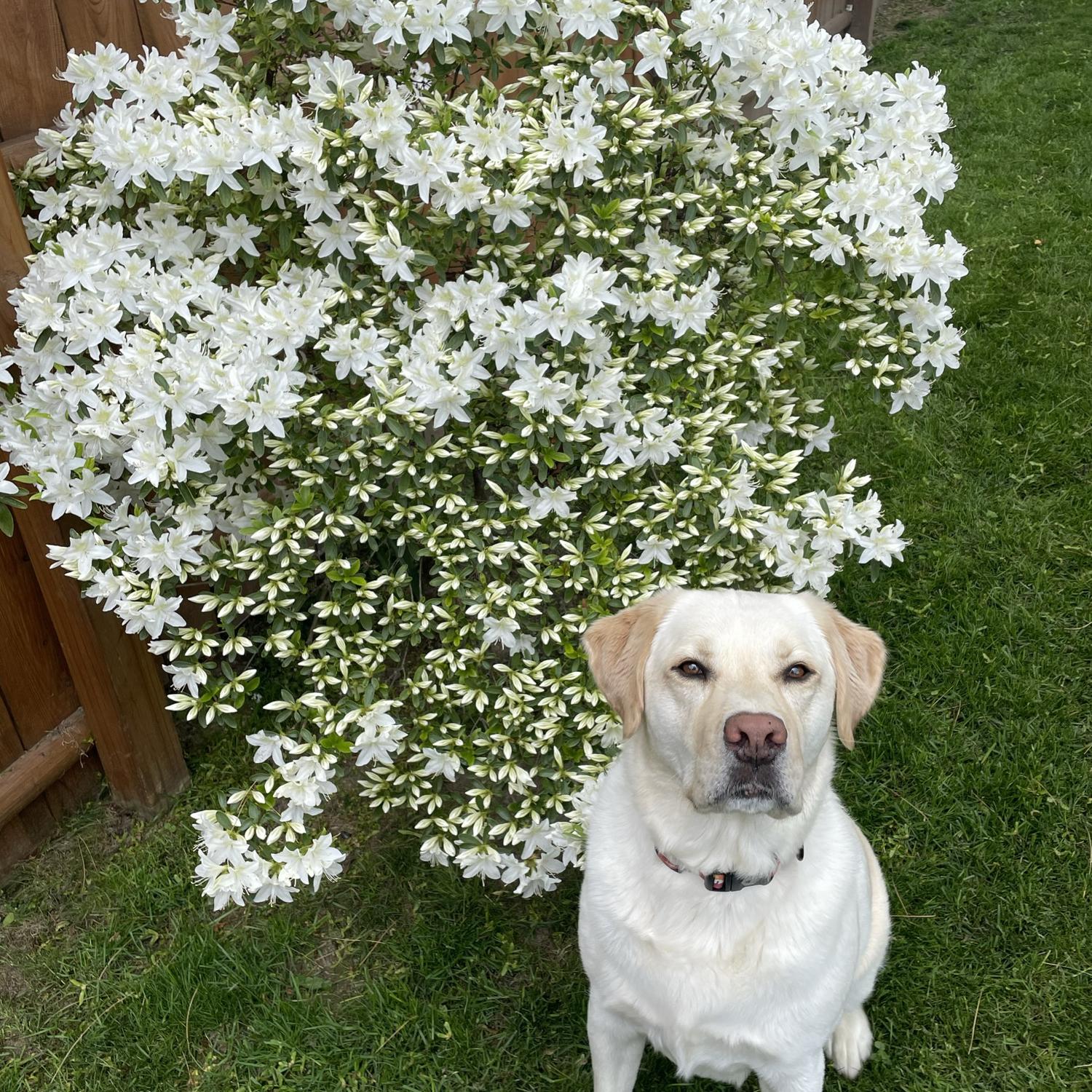 Handsome good boy!