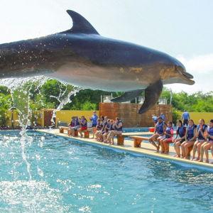 Marine Trainer Honeymoon Excursion