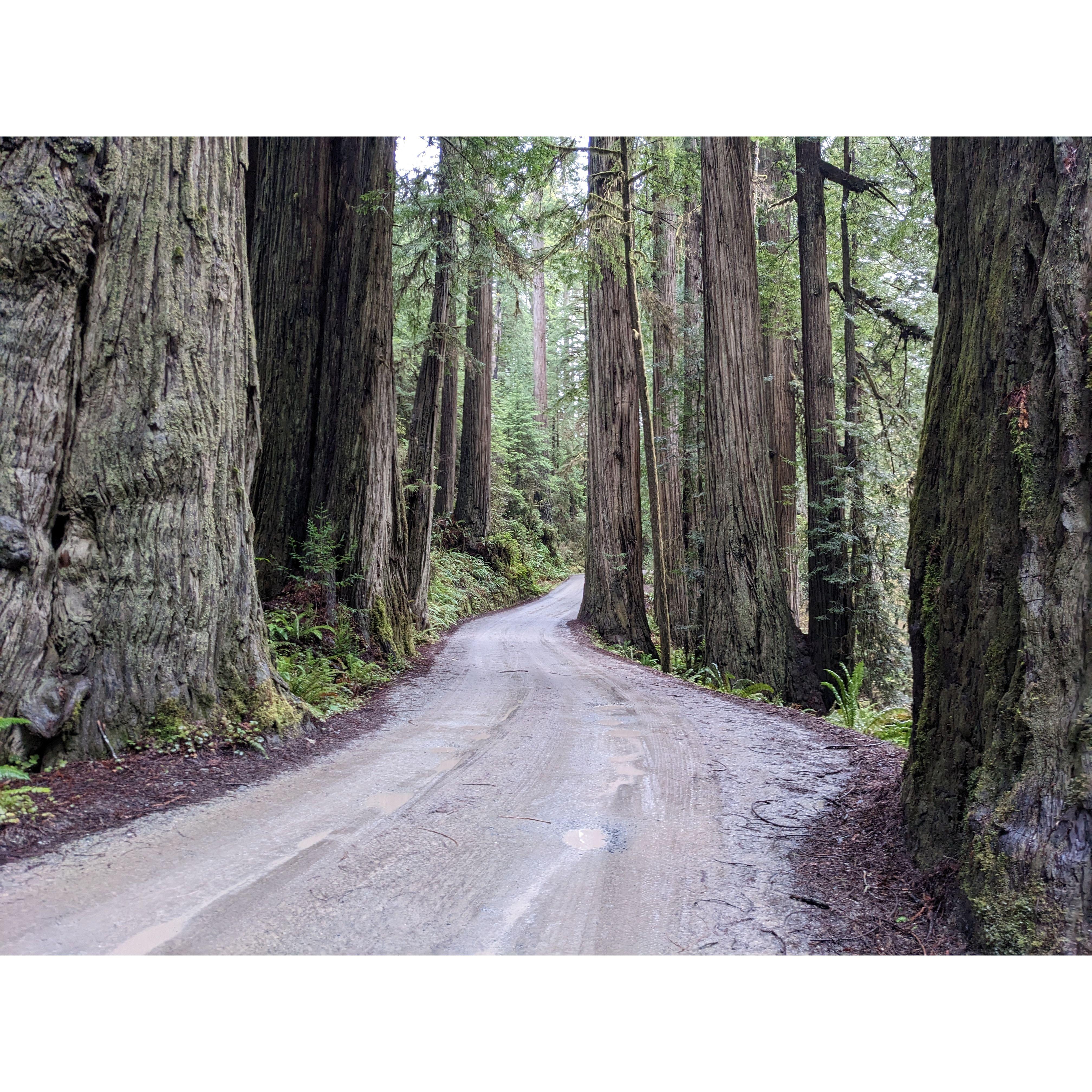Redwoods, CA