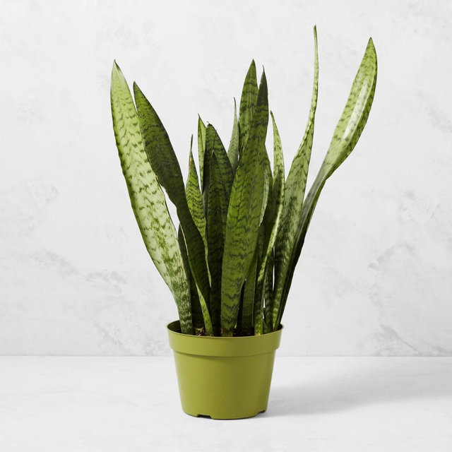 Live Sansevieria Snake House Plant, 16"-20"